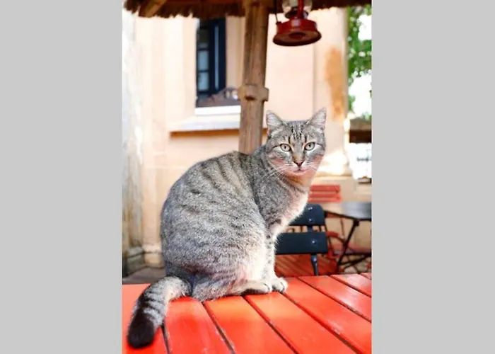 Apartament La Copac Cozy *